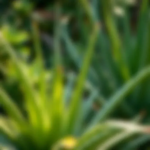 Aloe vera plants with rich foliage highlighting their natural beauty