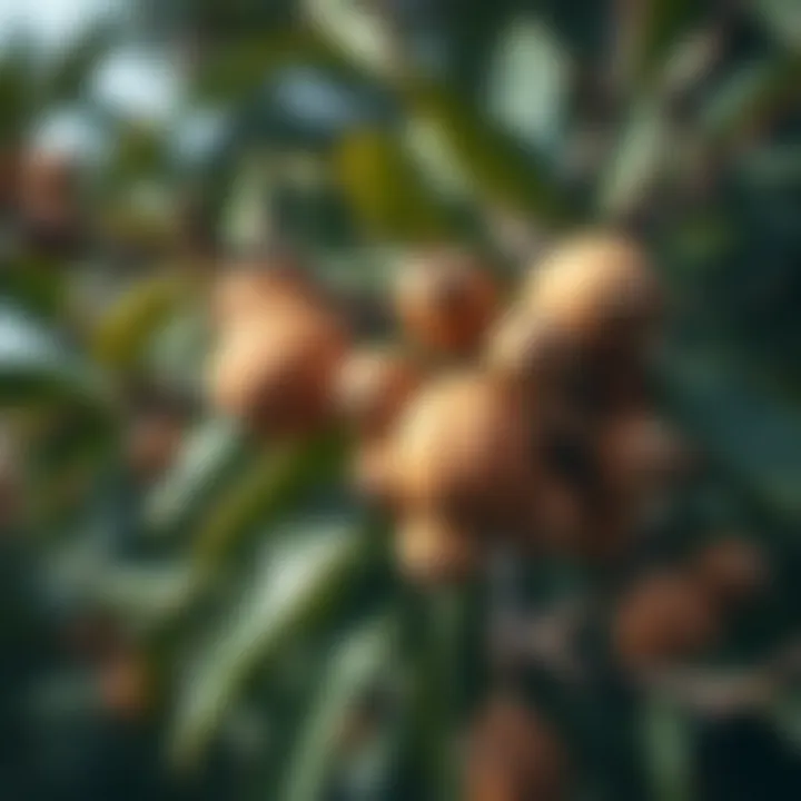 Close-up of argan nuts and leaves on a tree