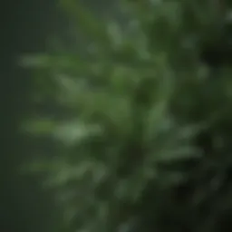 Fresh rosemary leaves showcasing their vibrant green color and texture