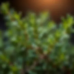A vibrant rosemary plant highlighting its aromatic leaves