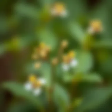 Botanical Illustration of St. John's Wort An elegant botanical illustration of St. John's Wort plant