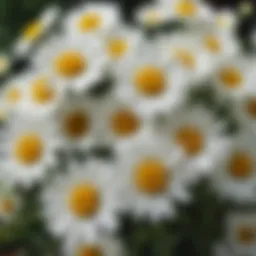 A close-up view of chamomile flowers in bloom