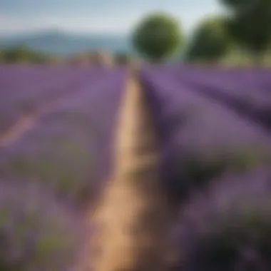 A scenic landscape of lavender fields in Provence, France