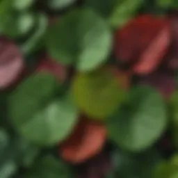 A close-up of Gotu Kola leaves showcasing their rich green color and texture