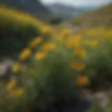 A beautiful landscape featuring St. John's Wort plants