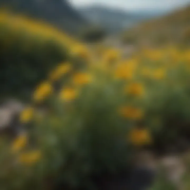 A beautiful landscape featuring St. John's Wort plants