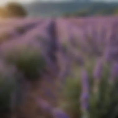 A close-up of lavender plants in bloom