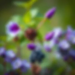 Natural ingredients for skin treatment