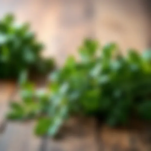 Fresh parsley leaves on a wooden table